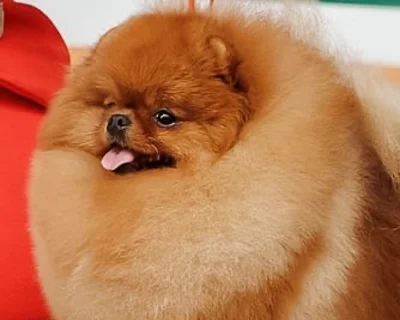 Померанский шпиц ГЕРА