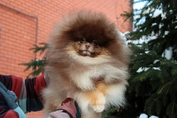 Шпиц - фото 3