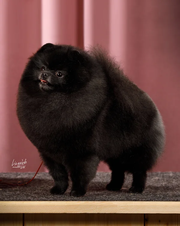 Шпиц - фото 24